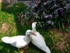 Ducks