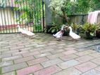 Ducks