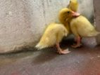 Ducks