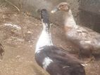Ducks
