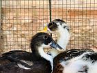 Ducks