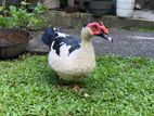 Ducks