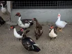 Ducks