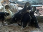 Ducks