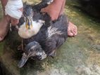 Ducks
