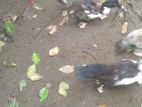 Ducks