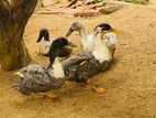 Ducks