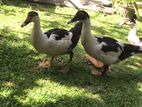 Ducks - තාරාවන්