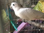 Ducorp Cockatoo Parrot