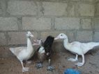Ducks