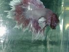 Dumbo Ear Betta Fish