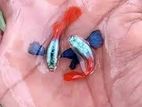 Dumbo Ear Platinum Red Fish
