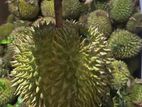 Durian Fruits
