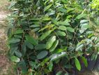 Durian ( Medium) Plant / දූරියන්