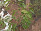 Durian plant (Big) / දූරියන් (ලොකු )
