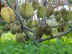Durian Plants - දූරියන් පැල