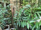 Durian Plants