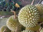 දුරියන