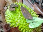 දුරියන්