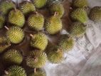 දුරියන්