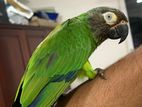 Dusky Conure