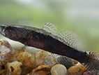 Dusky Sleeper Fish