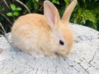 Dutch Rabbits