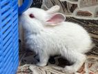Dutch Bunnies (Rabbits)