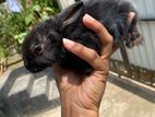 Dutch Rabbit