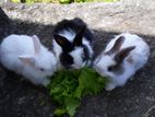 Dutch Rabbits