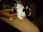 Dutch Bunnies