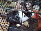 Dutch Bunnies
