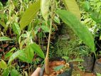 දූරියන් පැ ළ Durian Plants