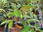 දූරියන් පැළ