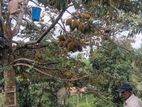 දූරියන් පැළ