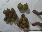 දූරියන්