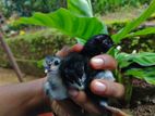 කුකුළ් පැටවුන්