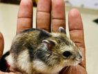 Dwarf Campbell Hamster