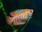 Dwarf Gourami Fish