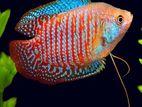 Dwarf Gourami