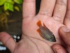 Dwarf Gourami