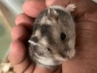 Dwarf Grey Hamsters
