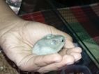 Dwarf Hamster