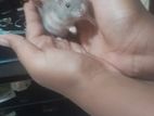 Dwarf Hamster