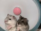 Dwarf Hamster