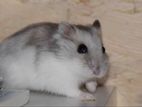Hamster