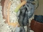 dwarf hamster