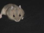 Dwarf Hamster