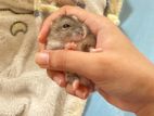 Dwarf Hamster