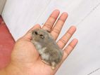 Dwarf Hamster